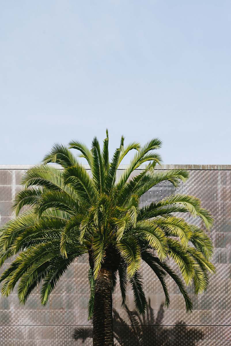 tree green palm tree beside brown wall at daytime arecaceae